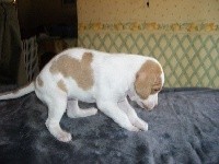 CHIOT