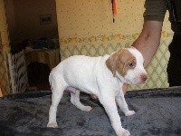 CHIOT