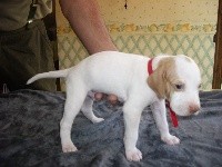 CHIOT