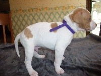 CHIOT
