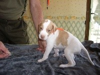 CHIOT