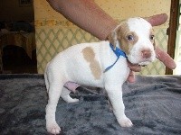 CHIOT