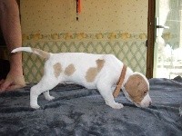 CHIOT